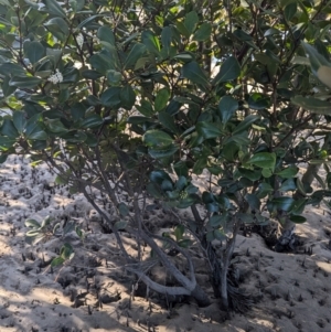 Aegiceras corniculatum at Surfside, NSW - 2 Aug 2024