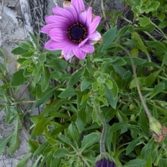 Dimorphotheca ecklonis (South African Daisy) at Surfside, NSW - 2 Aug 2024 by HelenCross