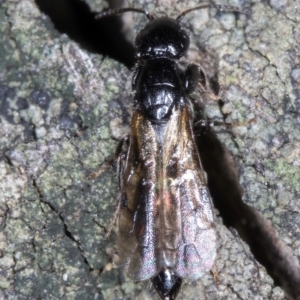 Bethylidae (family) at Melba, ACT - 5 Aug 2024