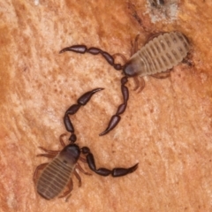 Pseudoscorpiones sp. (order) (False Scorpion, Pseudoscorpion) at Melba, ACT - 5 Aug 2024 by kasiaaus