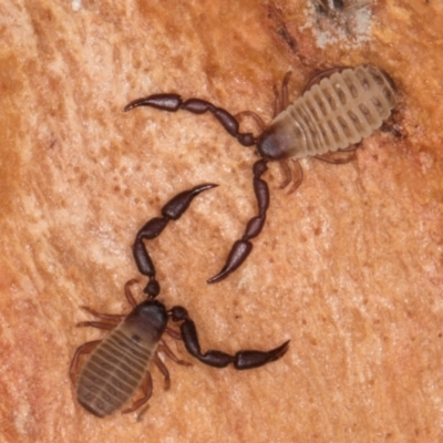 Pseudoscorpiones sp. (order) (False Scorpion, Pseudoscorpion) at Melba, ACT - 5 Aug 2024 by kasiaaus