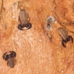 Pseudoscorpiones (order) at Melba, ACT - 5 Aug 2024