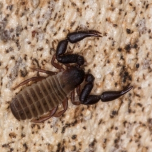 Pseudoscorpiones sp. (order) at Melba, ACT - 5 Aug 2024