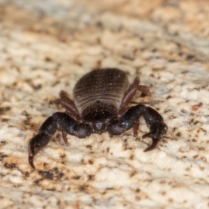 Pseudoscorpiones sp. (order) at Melba, ACT - 5 Aug 2024