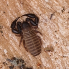 Pseudoscorpiones (order) at Melba, ACT - 5 Aug 2024