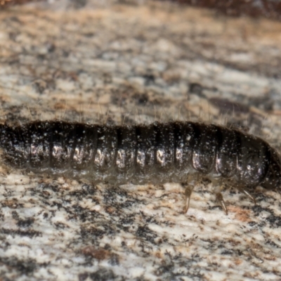 Unverified Insect at Melba, ACT - 5 Aug 2024 by kasiaaus