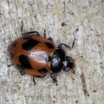 Hippodamia variegata (Spotted Amber Ladybird) at Spence, ACT - 5 Aug 2024 by kasiaaus