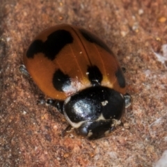 Hippodamia variegata at Spence, ACT - 5 Aug 2024