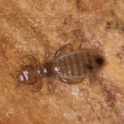 Liposcelididae (Family) (A Book Lice) at Melba, ACT - 5 Aug 2024 by kasiaaus