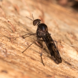 Sylvicola dubius at Melba, ACT - 5 Aug 2024