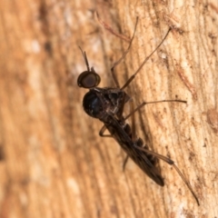 Sylvicola dubius at Melba, ACT - 5 Aug 2024