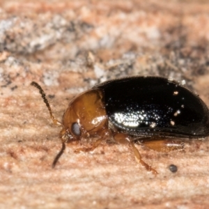 Arsipoda sp. (genus) at Melba, ACT - 5 Aug 2024 12:44 PM