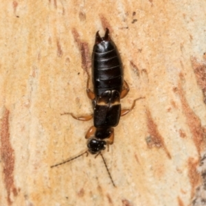 Forficula auricularia at Melba, ACT - 5 Aug 2024