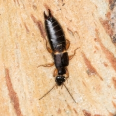 Forficula auricularia at Melba, ACT - 5 Aug 2024