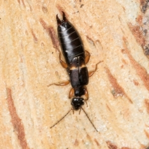 Forficula auricularia at Melba, ACT - 5 Aug 2024