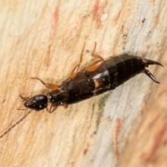 Forficula auricularia at Melba, ACT - 5 Aug 2024