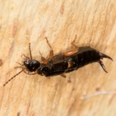 Forficula auricularia at Melba, ACT - 5 Aug 2024