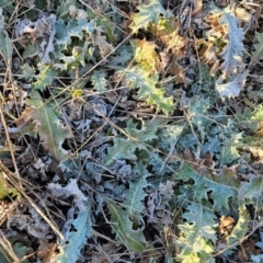 Onopordum acanthium (Scotch Thistle) at Hume, ACT - 6 Aug 2024 by Jiggy