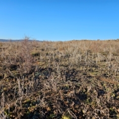 Onopordum acanthium at Hume, ACT - 6 Aug 2024 08:21 AM