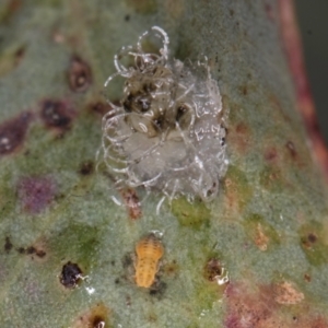 Glycaspis sp. (genus) at Melba, ACT - 5 Aug 2024