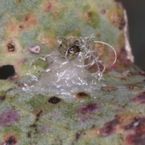 Glycaspis sp. (genus) at Melba, ACT - 5 Aug 2024