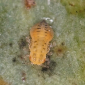 Glycaspis sp. (genus) at Melba, ACT - 5 Aug 2024