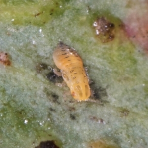 Glycaspis sp. (genus) at Melba, ACT - 5 Aug 2024