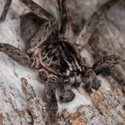 Mituliodon tarantulinus (Prowling Spider) at Melba, ACT - 5 Aug 2024 by kasiaaus