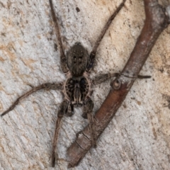 Mituliodon tarantulinus at Melba, ACT - 5 Aug 2024