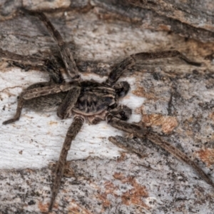 Mituliodon tarantulinus at Melba, ACT - 5 Aug 2024 01:05 PM