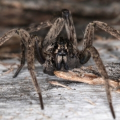 Mituliodon tarantulinus at Melba, ACT - 5 Aug 2024