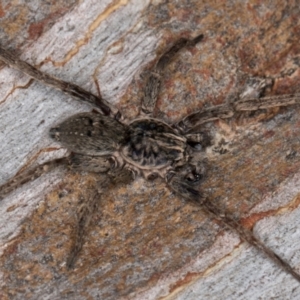 Mituliodon tarantulinus at Melba, ACT - 5 Aug 2024 01:05 PM