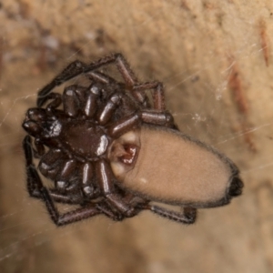 Hemicloea sp. (genus) at Melba, ACT - 5 Aug 2024