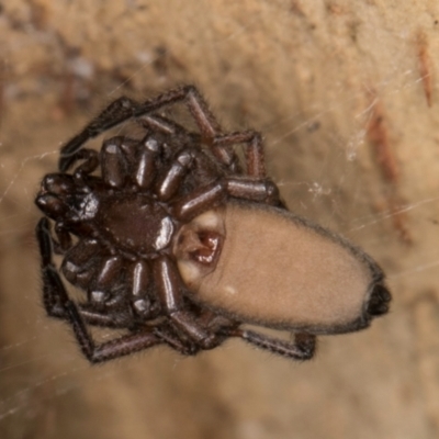 Hemicloea sp. (genus) (Flat bark spider) at Melba, ACT - 5 Aug 2024 by kasiaaus