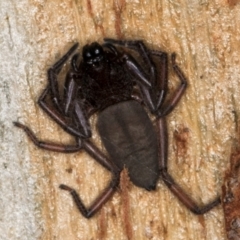 Hemicloea sp. (genus) at Melba, ACT - 5 Aug 2024