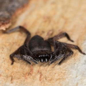 Hemicloea sp. (genus) at Melba, ACT - 5 Aug 2024