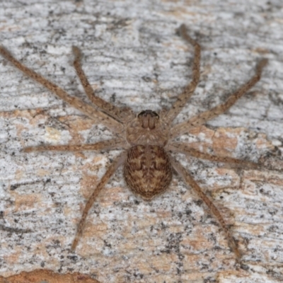 Isopeda canberrana (Canberra Huntsman Spider) at Melba, ACT - 5 Aug 2024 by kasiaaus