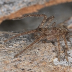 Isopeda canberrana at Melba, ACT - 5 Aug 2024 01:19 PM