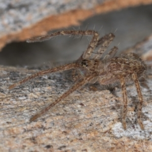 Isopeda canberrana at Melba, ACT - 5 Aug 2024 01:19 PM