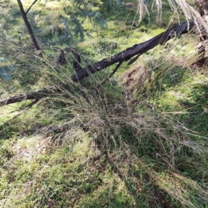 Austrostipa verticillata at Ainslie, ACT - 6 Aug 2024