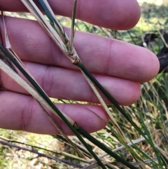 Austrostipa verticillata at Ainslie, ACT - 6 Aug 2024