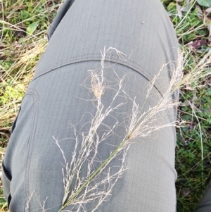 Austrostipa verticillata at Ainslie, ACT - 6 Aug 2024