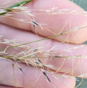 Austrostipa verticillata at Ainslie, ACT - 6 Aug 2024