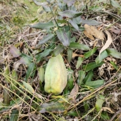 Araujia sericifera at Ainslie, ACT - 5 Aug 2024 01:27 PM