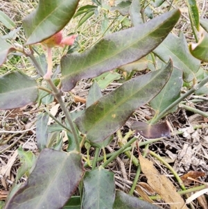 Araujia sericifera at Ainslie, ACT - 5 Aug 2024