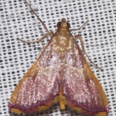 Endotricha mesenterialis (A Pyralid moth (Endotrichinae) at Sheldon, QLD - 8 Mar 2024 by PJH123