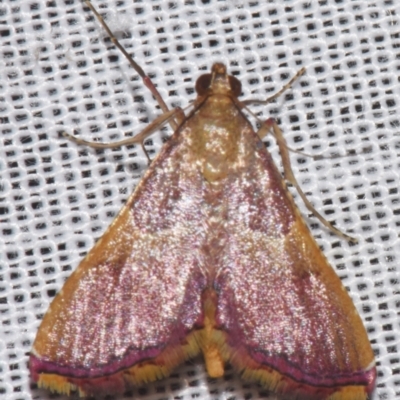 Endotricha mesenterialis (A Pyralid moth) at Sheldon, QLD - 8 Mar 2024 by PJH123