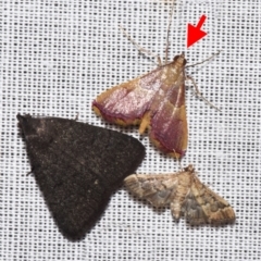 Endotricha mesenterialis at Sheldon, QLD - 8 Mar 2024