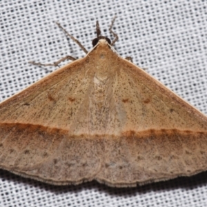 Epidesmia tryxaria at Sheldon, QLD - suppressed