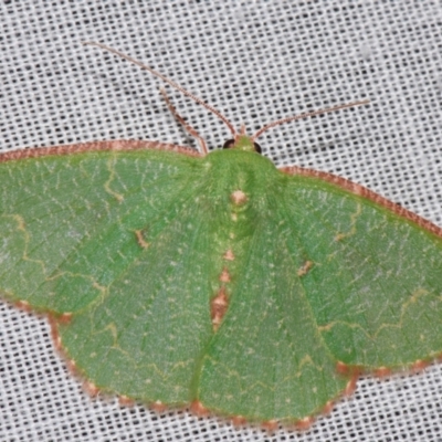 Eucyclodes metaspila (Inscribed Emerald) at Sheldon, QLD - 9 Mar 2024 by PJH123